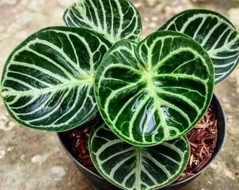 Anthurium Dorayaki original levande växt – Exotisk sammetsblads-Aroid – Tropisk krukväxt – Samlarkrukväxt – Rotad växt