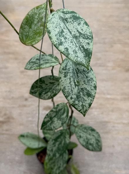 Hoya glabra - Etsy 日本