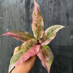 Puede incluir: Primer plano de una planta con hojas grandes y alargadas. Las hojas muestran un llamativo patrón de variegación rosa, verde y blanco. La planta se sostiene sobre un fondo oscuro, resaltando sus colores vibrantes y su textura única.