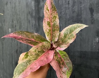 Anthurium Hookeri Pink Diamond Variegated Live Plant – Exotisk sammetsbladsaroid – Tropisk krukväxt – Rotad växt