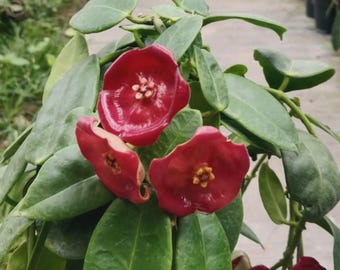 Hoya AFF Lauterbachii levande växt - sällsynt tropisk hoya - Hoya i blomstorlek