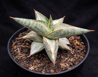 Sansevieria Blå Klon Brokig