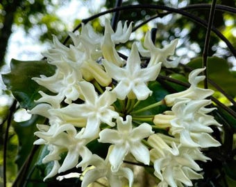 Hoya Verstegii levande växt - sällsynt tropisk hoya - Hoya i blomstorlek