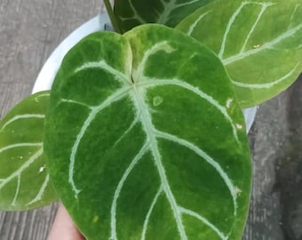 Anthurium Hybrid Dorayaki Variegated Live Plant – Exotisk sammetsbladsaroid – Tropisk krukväxt