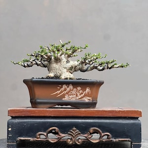 Puede incluir: Un bonsái con un tronco texturizado de color claro y follaje verde. El árbol está en una maceta rectangular marrón con un diseño de paisaje. Se encuentra sobre un soporte de madera negro y marrón, mostrando el arte del bonsái.