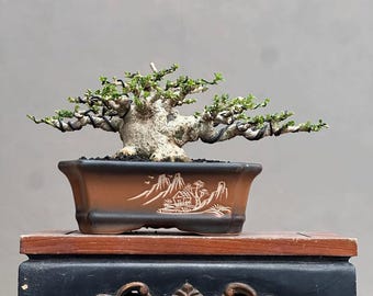 Premna mocrophylla Bonsai, piccolo albero vivo da interno ed esterno, pianta da regalo