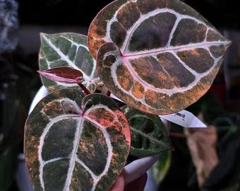 Sällsynt anthuriumhybrid Michelle x venom brokig levande växt – Exotisk sammetsbladsaroid – Tropisk krukväxt