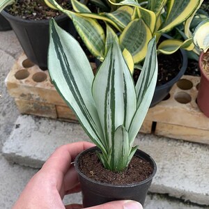 Agave Sansevieria - Etsy