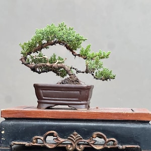 Puede incluir: Un bonsái con follaje verde y un tronco retorcido, plantado en una maceta rectangular marrón. El bonsái se exhibe sobre un soporte de madera con una base decorativa, sobre un fondo gris neutro. Las ramas del árbol se arquean con gracia.