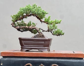 Juniperusdwergbonsai klein formaat levende boom binnen buiten plant cadeau