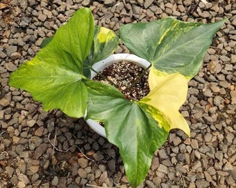 Sällsynt Anthurium Pterodactil brokig levande växt – Exotisk sammetsblads-Aroid – Tropisk krukväxt – Samlarkrukväxt – Rotad växt