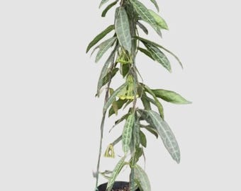 Hoya Hypolasia levande växt - sällsynt tropisk hoya - Hoya i blomstorlek