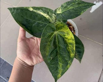 Sällsynt Anthurium Papillilaminum brokig levande växt – Exotisk sammetsbladsaroid – Tropisk krukväxt – Samlarkrukväxt – Rotad växt