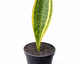 Sansevieria masoniana amarilla