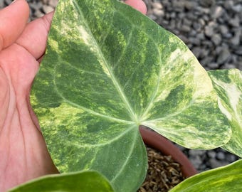 Anthurium sweet love Clarinervium varigated - Levande växt - Exotisk sammetsblads-Aroid - Tropisk krukväxt