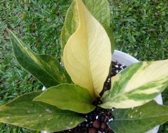 Anthurium Jenmani Variegated Live Plant – Exotisk sammetsblads-Aroid – Tropisk krukväxt – Rotad växt