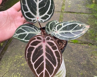 Anthurium purple tiger levande växt – Exotisk sammetsblads-Aroid – Tropisk krukväxt – Rotad växt