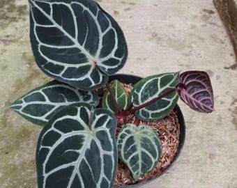 Sällsynt Anthurium Red tiger x Black crystal levande växt – Exotisk sammetsblads-Aroid – Tropisk krukväxt