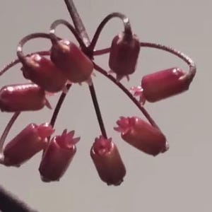 Puede incluir: Primer plano de un racimo de pequeñas flores de color púrpura rojizo. Las flores tienen forma de campana con una estructura en forma de estrella en la base. Los tallos son oscuros y curvados, con un fondo claro.