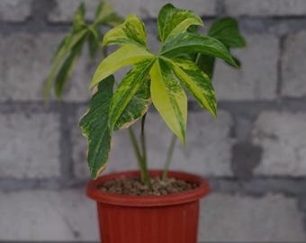 Sällsynt Anthurium Pedatoradiatum Brokig levande växt – Exotisk sammetsbladsaroid – Tropisk krukväxt – Samlarkrukväxt