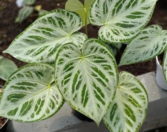 Anthurium Silver Crome – Exotisk sammetsblads-Aroid – Tropisk krukväxt – Samlarkrukväxt