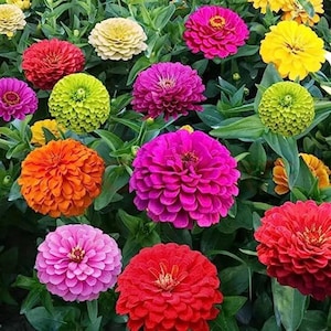 May include: A vibrant collection of colorful zinnia flowers in full bloom. The image showcases a variety of colors, including red, pink, orange, yellow, and green, with lush green foliage. The flowers have layered petals and are in a garden setting.