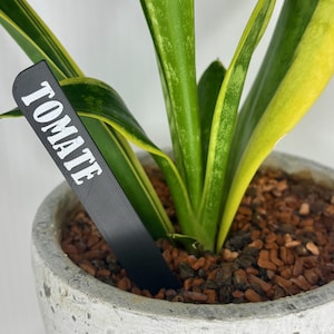 Könnte beinhalten: Eine Topf-Schlangenpflanze mit grün-gelb gestreiften Blättern. Ein schwarzer Pflanzenmarker mit dem Wort "TOMATE" in Weiß ist in die Erde gesteckt. Der Topf ist aus hellgrauem Beton.