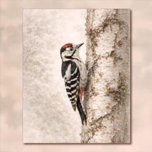 樹皮にとまる – 白樺の樹皮にとまるアカゲラ | 鳥をモチーフにした静かな森のアート | 自然を描いたウォールアートプリント