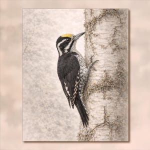 ミツユビキツツキの壁掛けアート - 白樺の幹にとまる | 森の鳥の自然装飾 | キツツキのポスター | セルフプリント用デジタルダウンロード | ヴィンテージ鳥アート