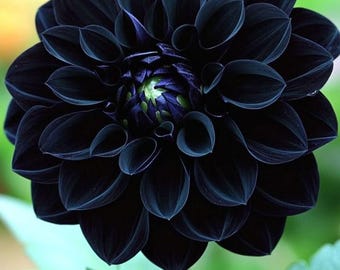 Black Dahlia Flower Seeds Dark Ornamental Garden Blooms