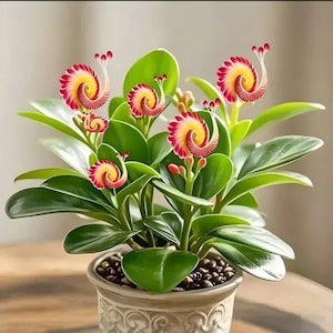 Snail Flower Seeds – Fast Growing Pot Plant