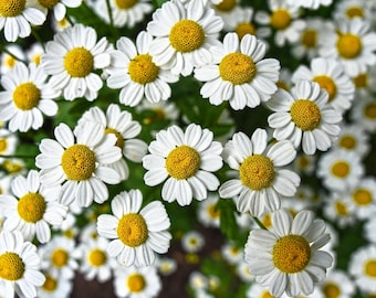 700 Samen Teppichkamille Kamille Duftkamille Anthemis nobilis trittfest