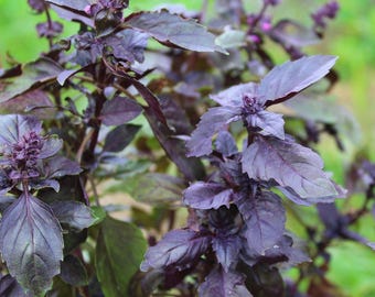 1000 Samen Basilikum „Blue Spice“ – Ocimum basilicum exotischer Duft-Allrounder