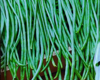 20 Samen, Meterbohnen-Spargelbohnen. Zarte Schoten für die Sommerernte Bohnen