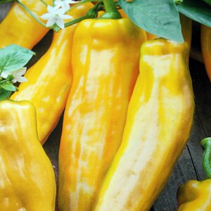 Könnte beinhalten: Nahaufnahme von mehreren gelben Paprika, einige mit weißen Streifen und grünen Stielen. Weiße Blüten und grüne Blätter sind ebenfalls sichtbar. Die Paprika befinden sich in verschiedenen Reifestadien.