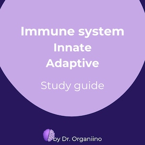 May include: A study guide on a purple background with the words "Immune system, Innate, Adaptive, Study guide" in white. The bottom of the image has a purple brain graphic and the text "by Dr. Organiino".