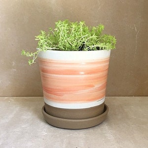 Puede incluir: Una maceta pequeña de terracota con un borde blanco y un diseño a rayas de color melocotón claro y blanco. La maceta está llena de una planta suculenta verde.