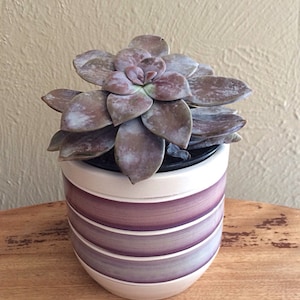 Puede incluir: Una planta suculenta con hojas carnosas de color púrpura en una maceta de cerámica blanca con rayas moradas. La maceta tiene una forma redondeada y está sobre una superficie de madera.