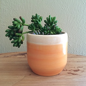 Puede incluir: Una pequeña planta suculenta con hojas verdes en una maceta de cerámica blanca y naranja. La maceta tiene un borde blanco y un degradado de naranja.