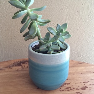 Puede incluir: Una planta suculenta con hojas verdes en una maceta de cerámica azul y blanca. La maceta tiene un esmalte azul claro con una banda blanca alrededor del medio.