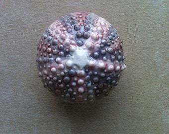 Pomos para muebles Urchin, herrajes para gabinetes, tiradores para cajones