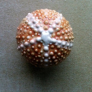 May include: A close-up of a small, round, orange and white sea urchin. The urchin is covered in small, round bumps.