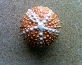 Pomos para muebles Urchin, herrajes para gabinetes, tiradores para cajones