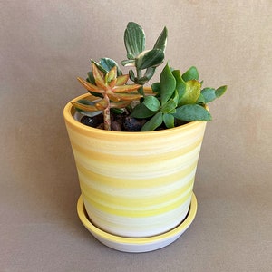 May include: A yellow and white striped ceramic planter with a saucer, containing three succulent plants. The plants are green and have a variety of textures.