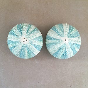 Urchin salt and pepper set