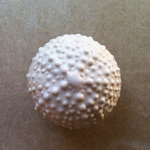 Urchin furniture knobs, cabinet hardware, drawer pulls