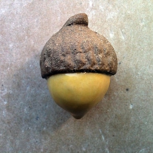 Peut inclure: Un gland en céramique avec un chapeau brun et un fond jaune.