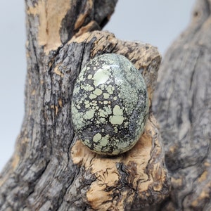 May include: A green and black oval shaped cabochon of turquoise with a mottled pattern. The stone is sitting on a piece of driftwood.