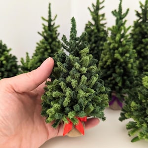 May include: A small artificial Christmas tree with dark and light green textured needles. The base of the tree is wrapped in tan hessian fabric and tied with a bright red satin ribbon. Several similar trees are visible in the background.