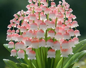 Lily of the Valley Seeds – Geurige schaduwvaste plant